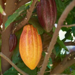 Theobroma Cacao